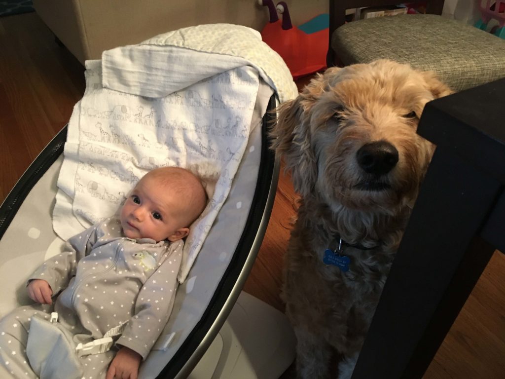 A baby in a Mamaroo with a dog next to her